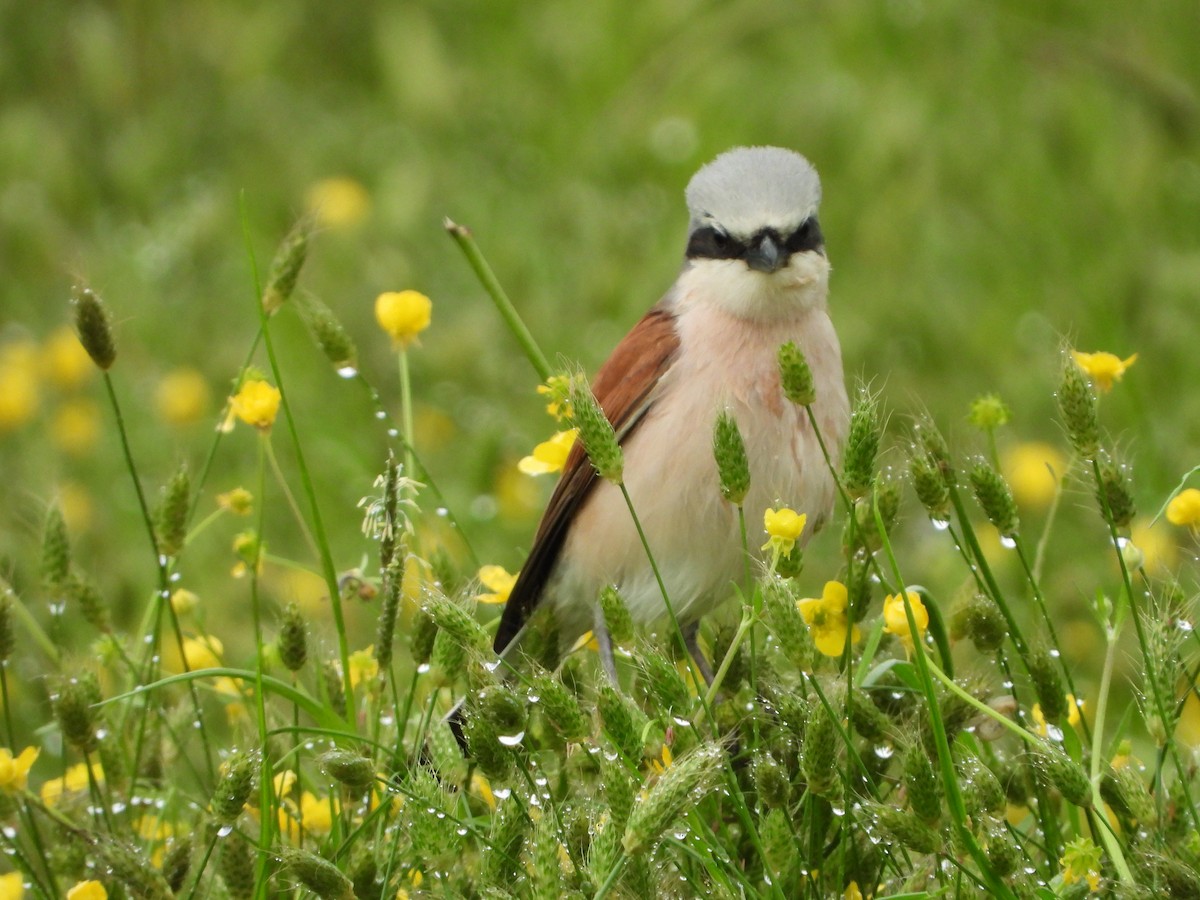 Red-backed Shrike - Elena Baonza Díaz