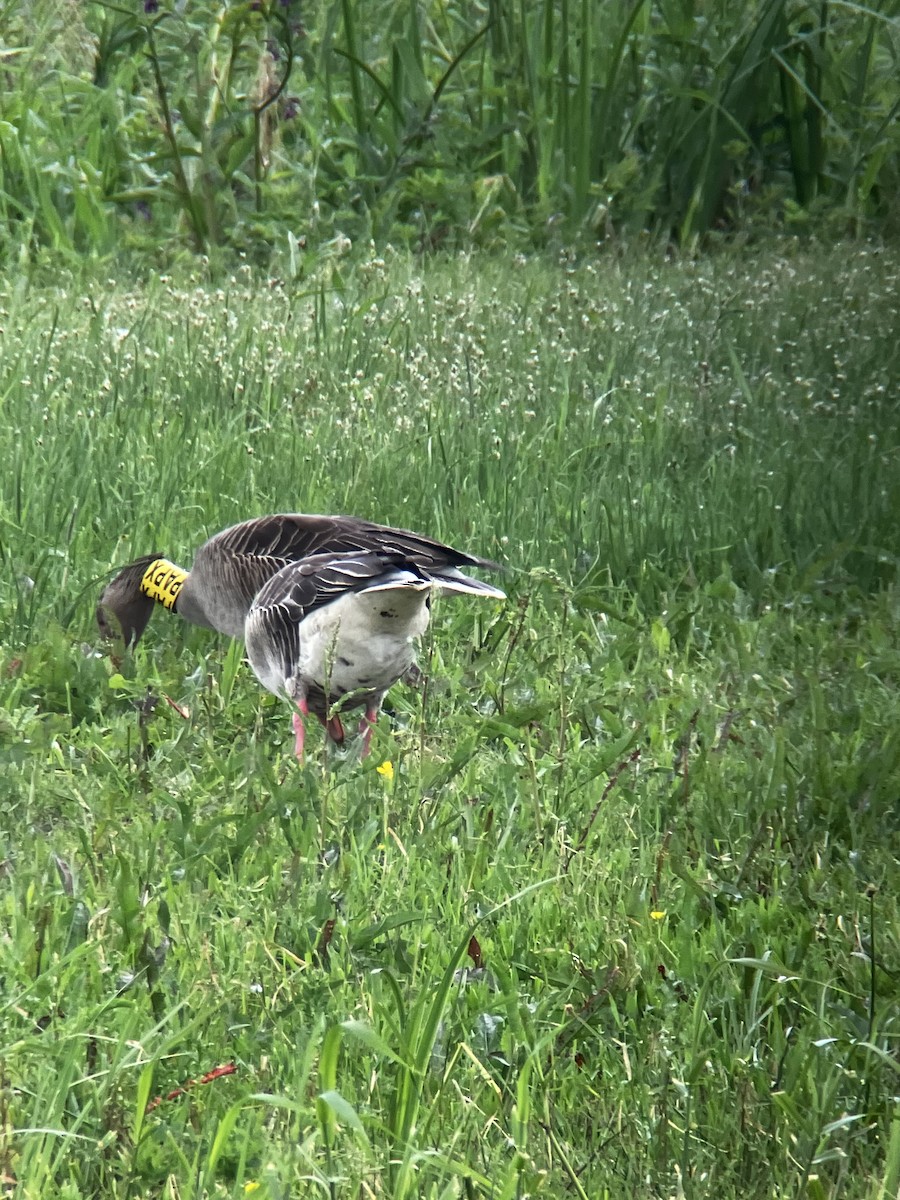 Graylag Goose - Josef Wyss