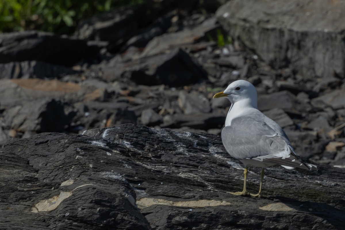 Common Gull - Adrian Boyle