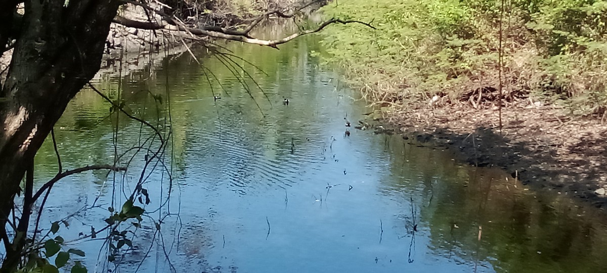 Common Gallinule - ML619226395