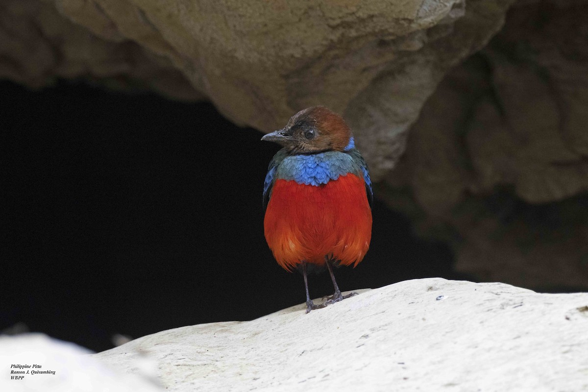 Philippine Pitta - ML619226400