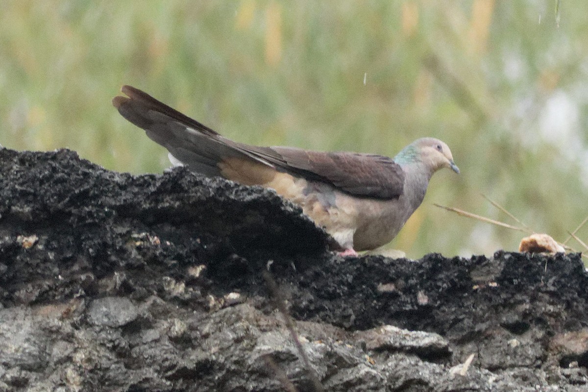 Barred Cuckoo-Dove - Able Lawrence