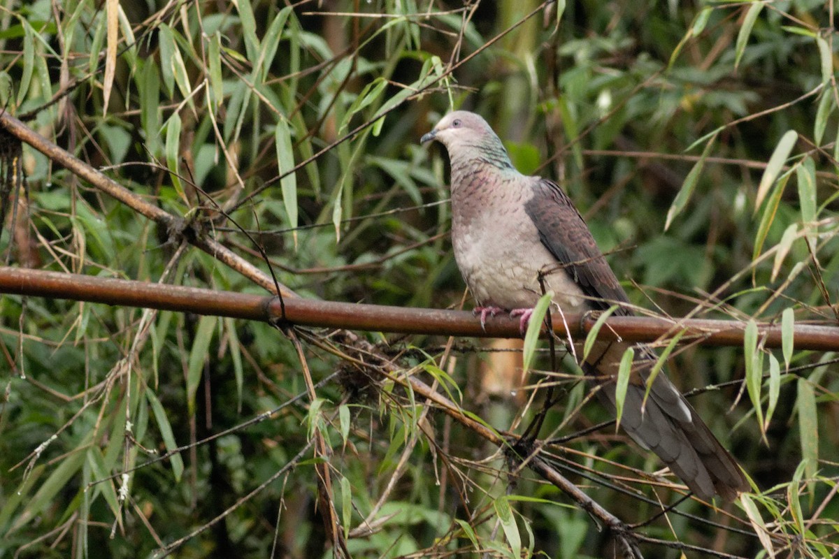 Barred Cuckoo-Dove - Able Lawrence