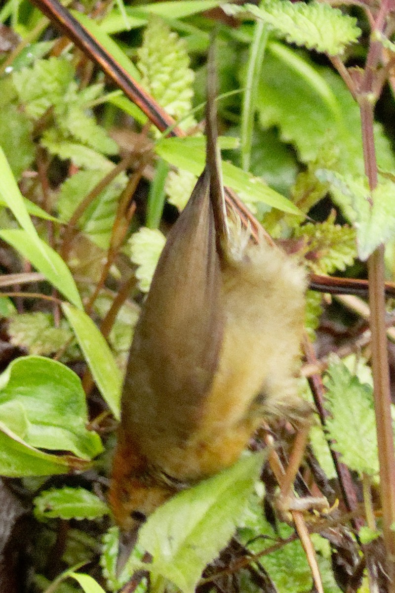 Rufous-capped Babbler - Able Lawrence