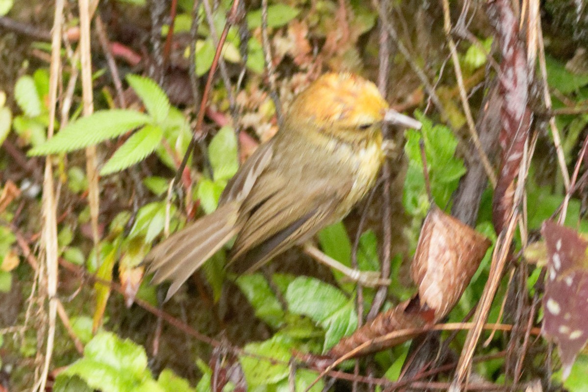 Rufous-capped Babbler - Able Lawrence