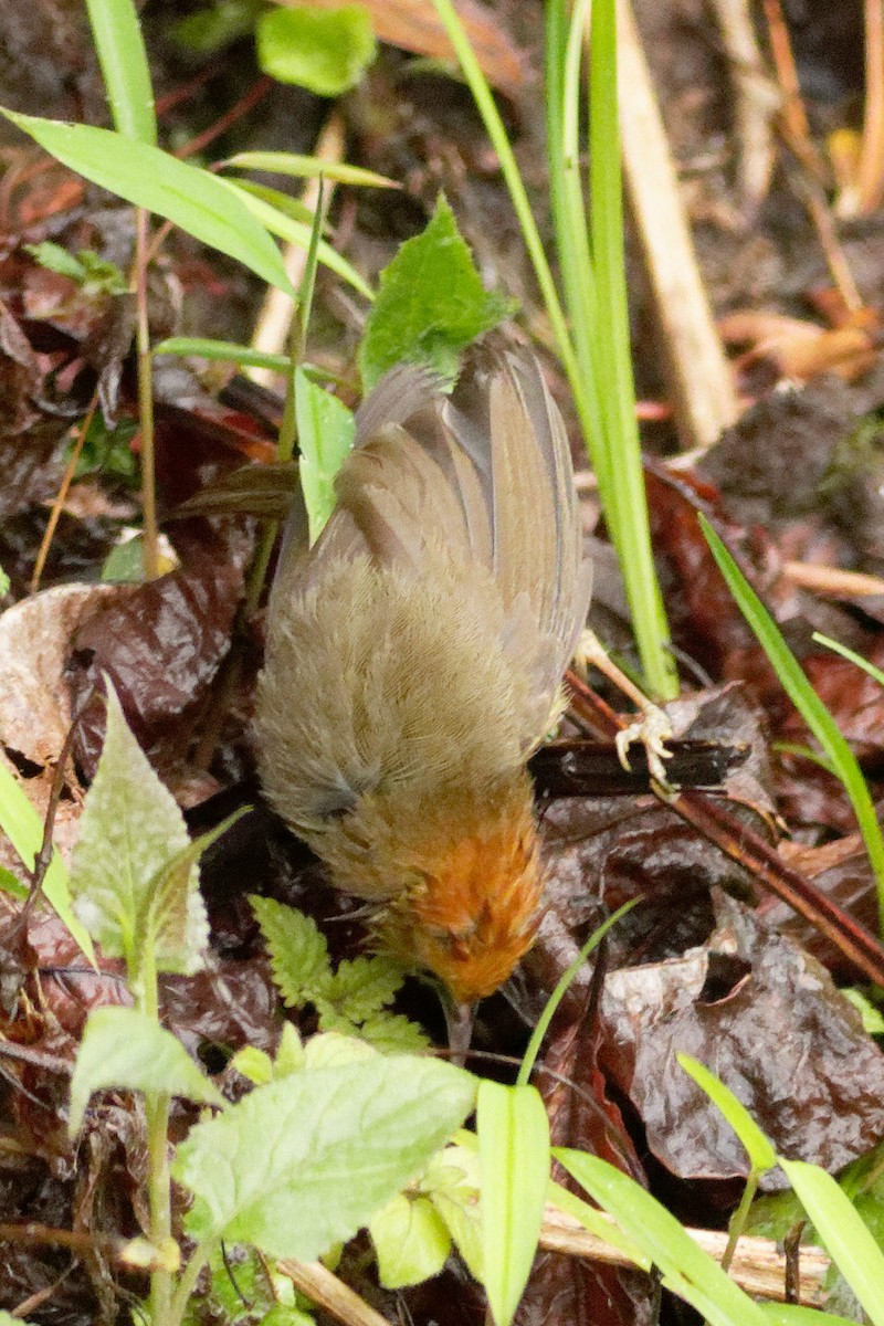 Rufous-capped Babbler - Able Lawrence