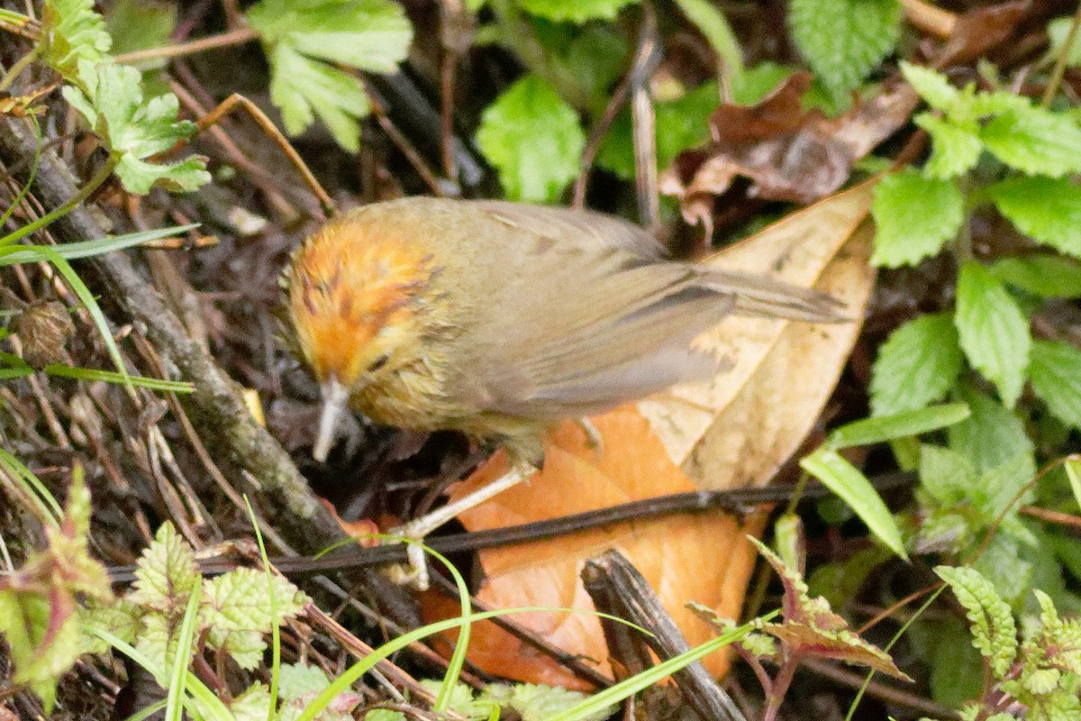 Rufous-capped Babbler - Able Lawrence