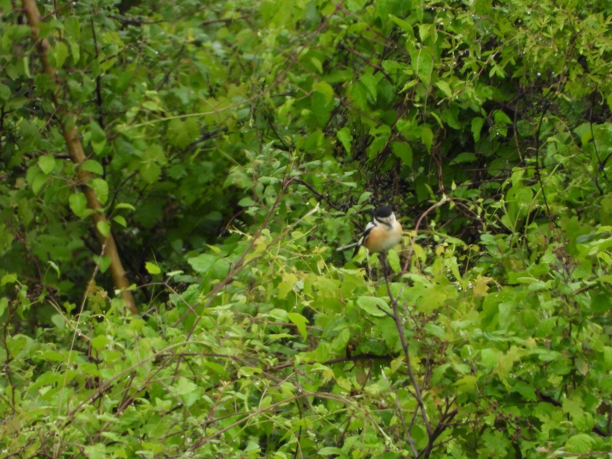 Masked Shrike - ML619226433