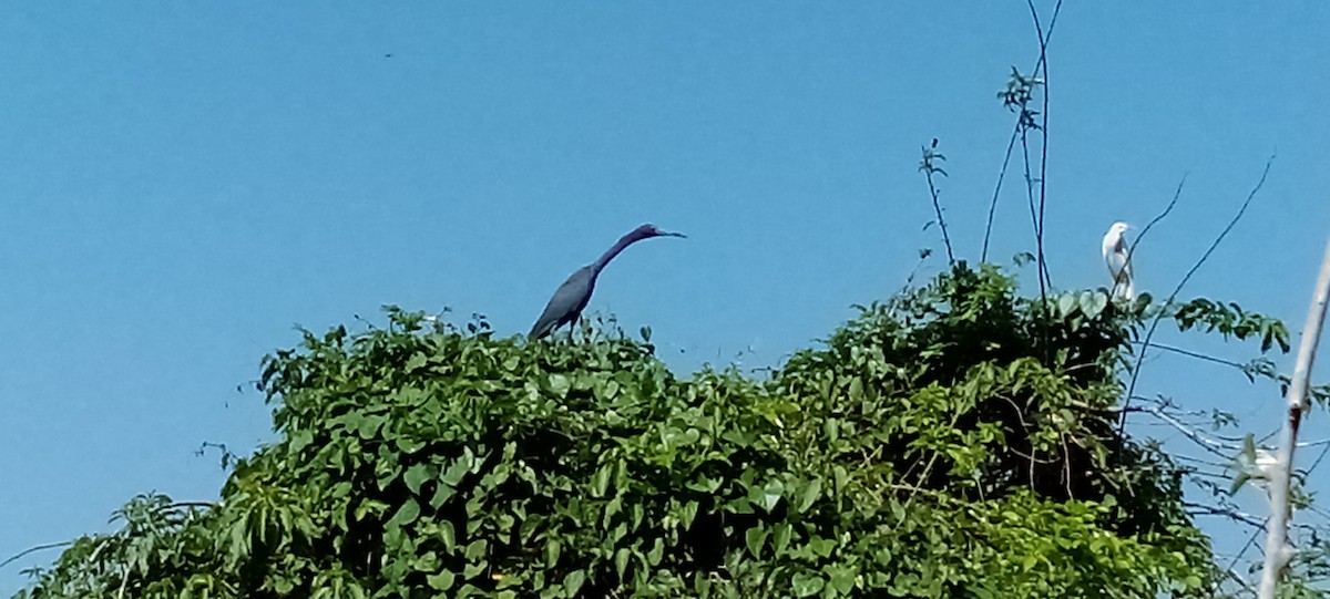 Little Blue Heron - Delvis Toledo