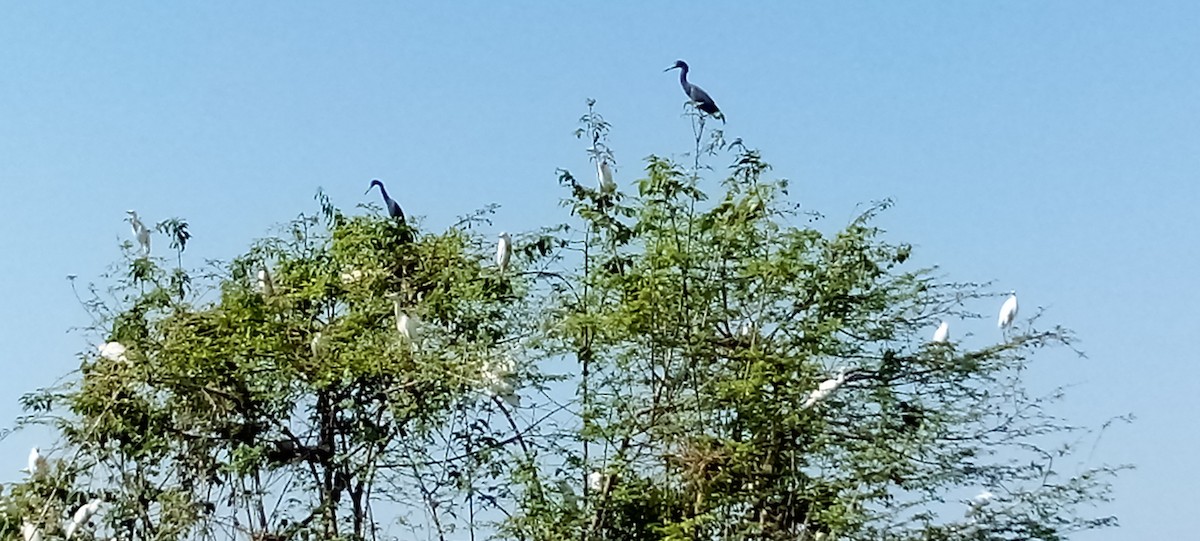 Little Blue Heron - Delvis Toledo