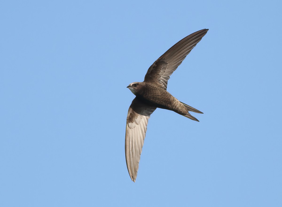 Common Swift - ML619226455