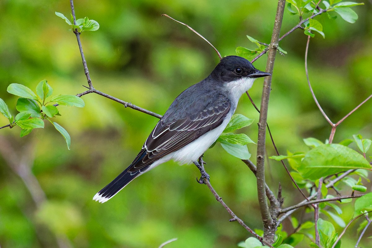 Eastern Kingbird - Steve Juhasz