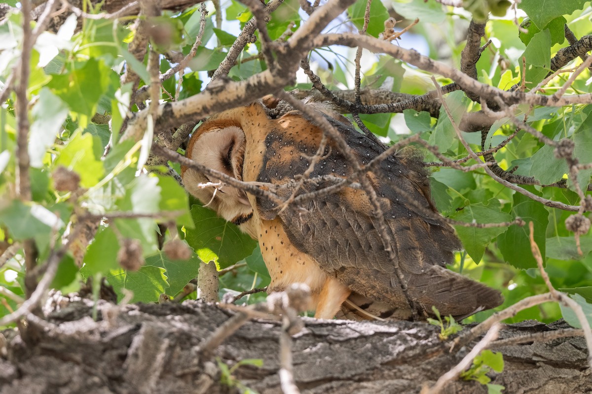 Barn Owl - Forrest English