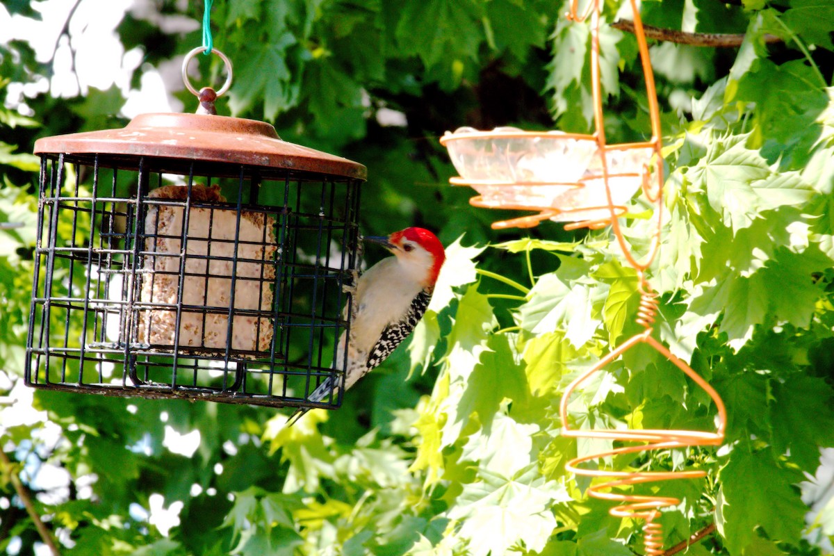 Red-bellied Woodpecker - ML619226513