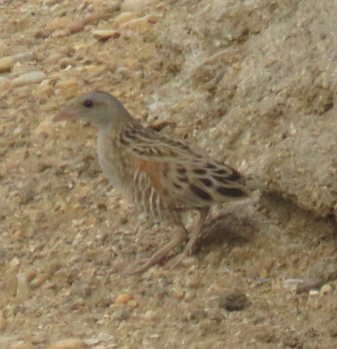 Corn Crake - ahmad mohammadi ravesh