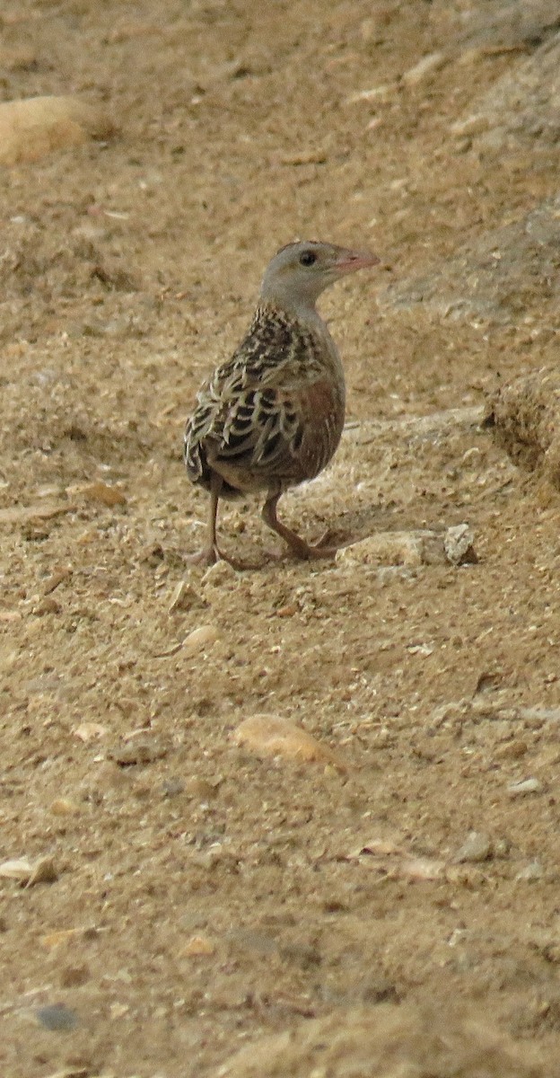 Corn Crake - ML619226527