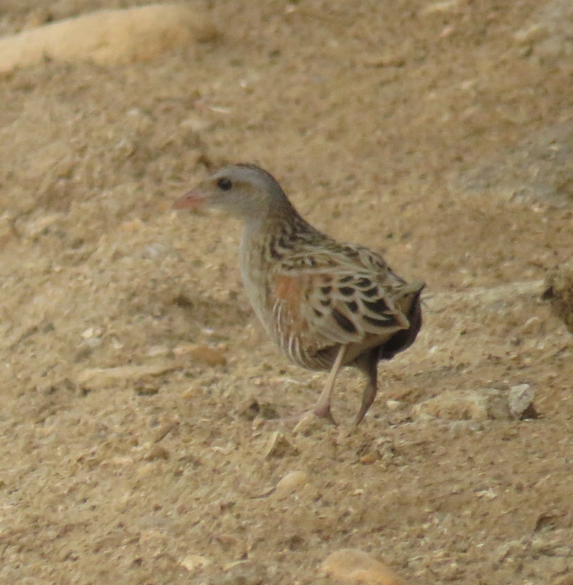 Corn Crake - ahmad mohammadi ravesh