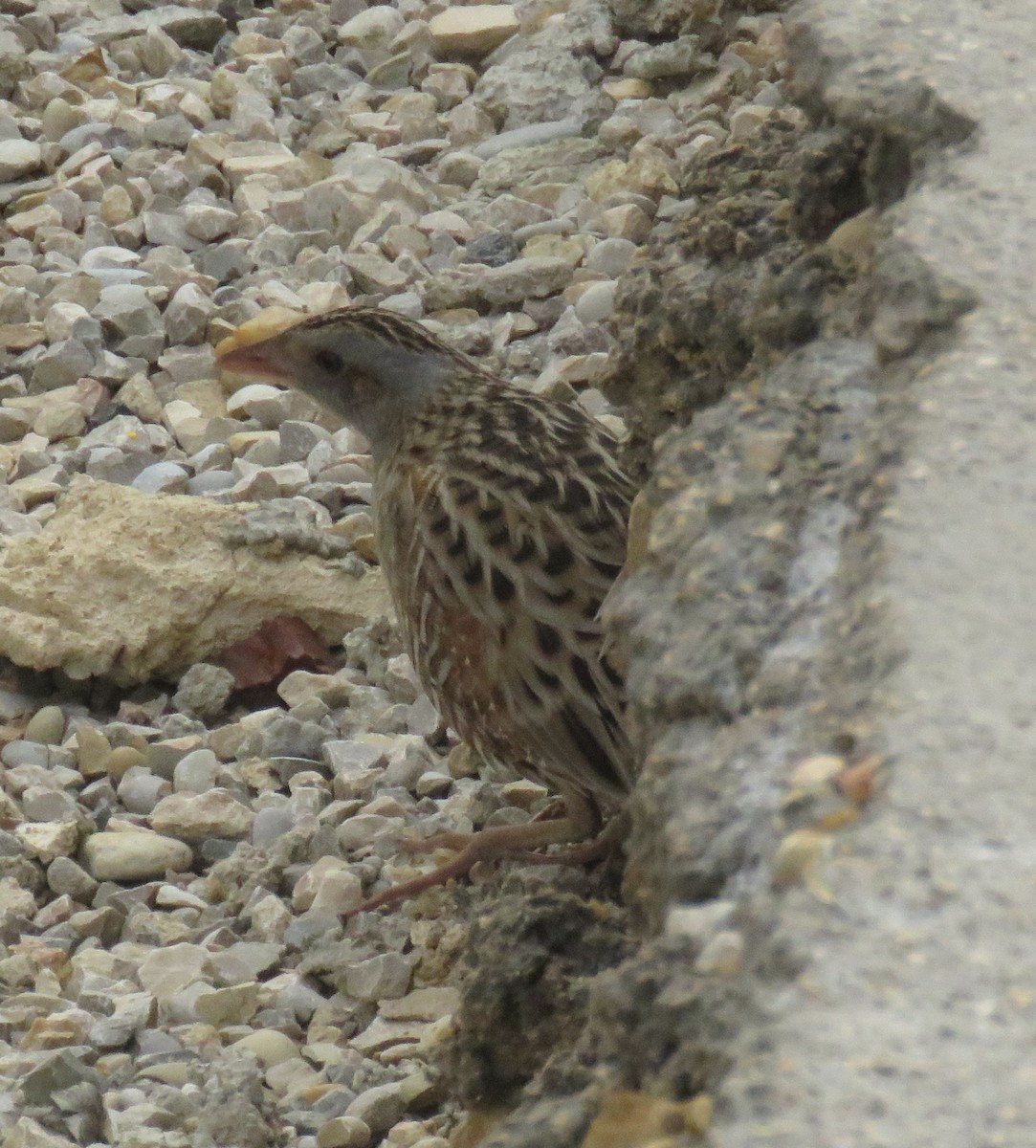 Corn Crake - ML619226529