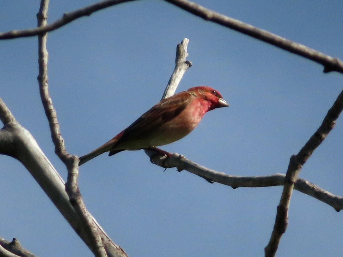 Common Rosefinch - Kseniia Marianna Prondzynska