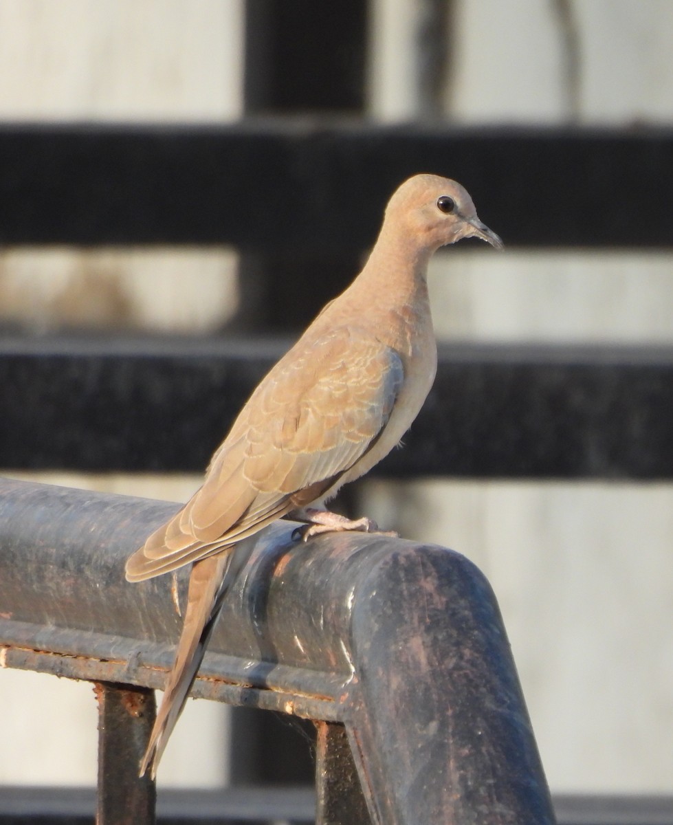 Laughing Dove - ML619226550