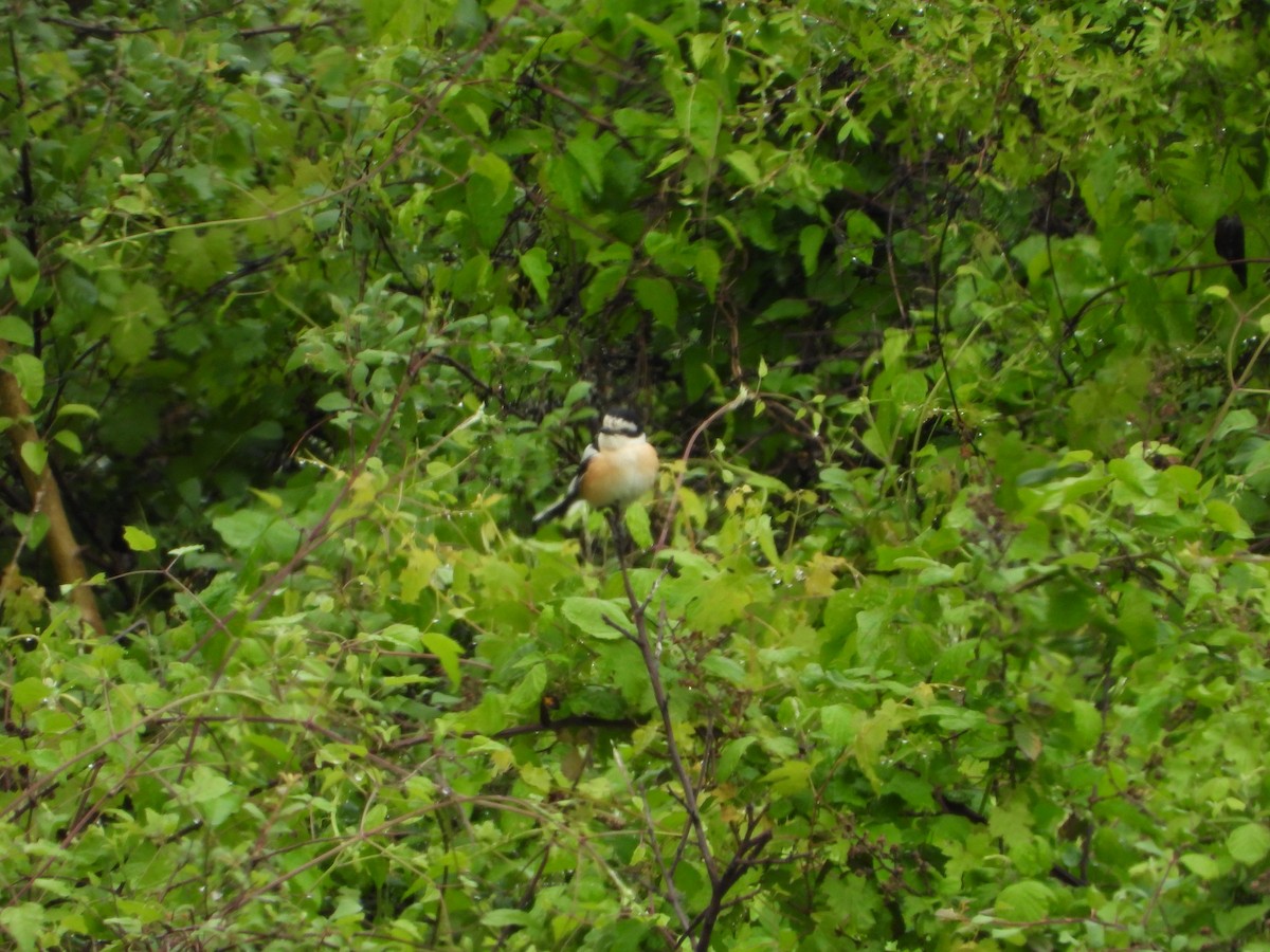 Masked Shrike - ML619226554