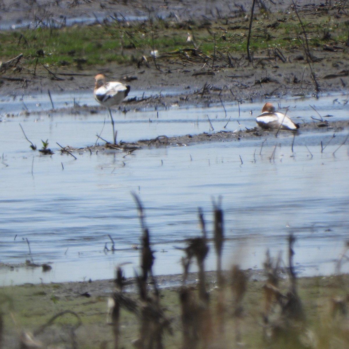 American Avocet - Josette Shindak