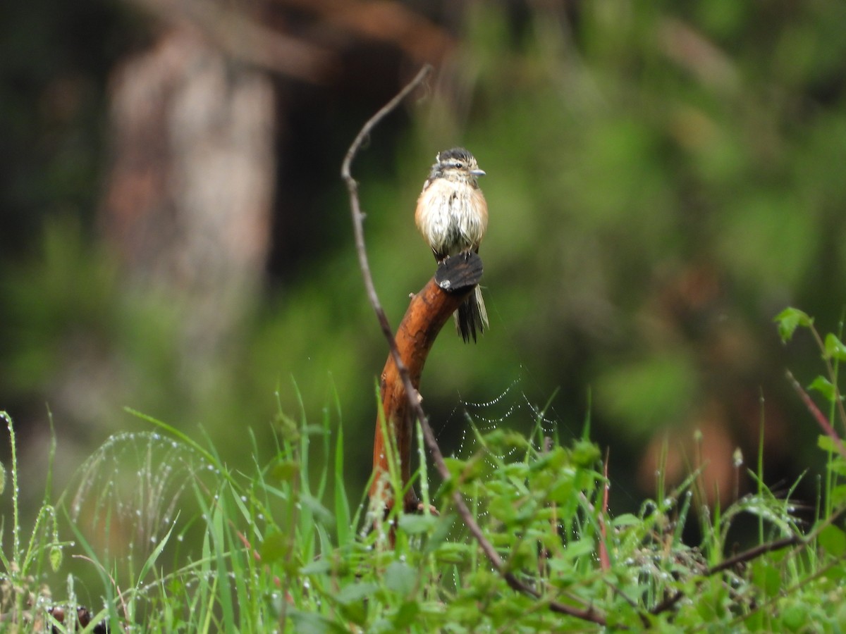 Masked Shrike - ML619226579