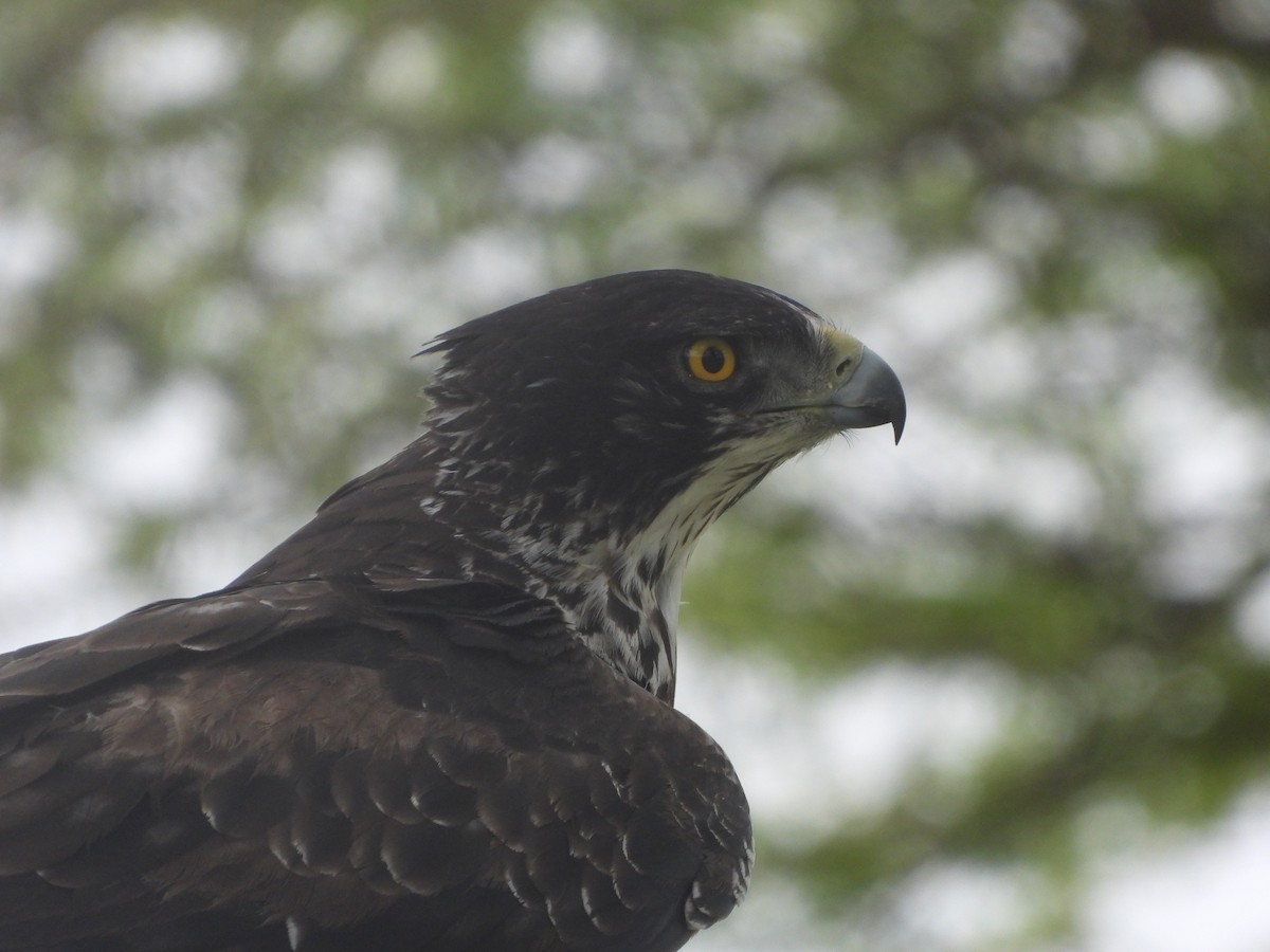 Ayres's Hawk-Eagle - Lynn Scarlett