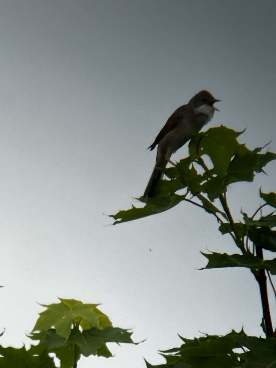 Greater Whitethroat - Josef Wyss