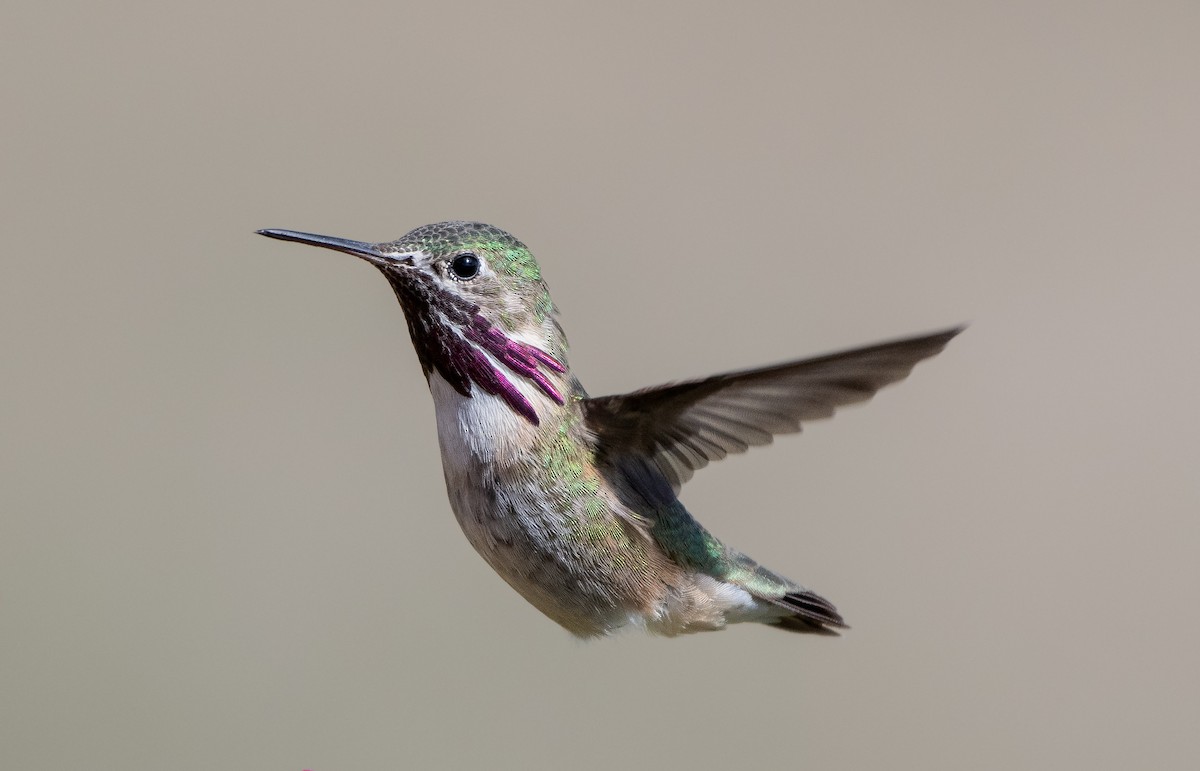 Colibrí Calíope - ML619226632