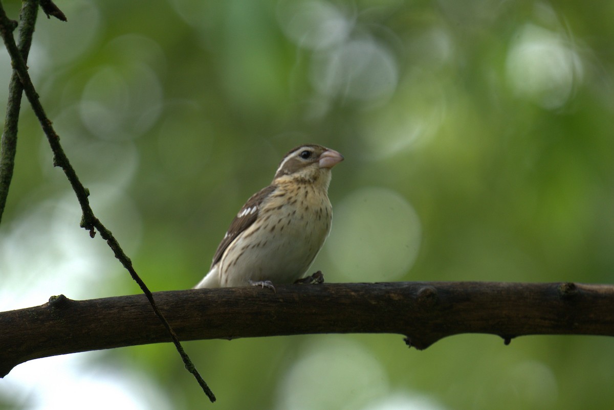 Rose-breasted Grosbeak - Cindy & Gene Cunningham