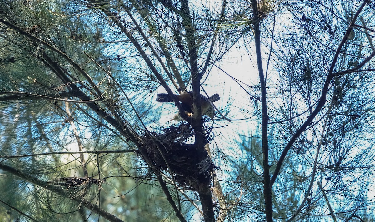 Band-backed Wren - Laura Voight