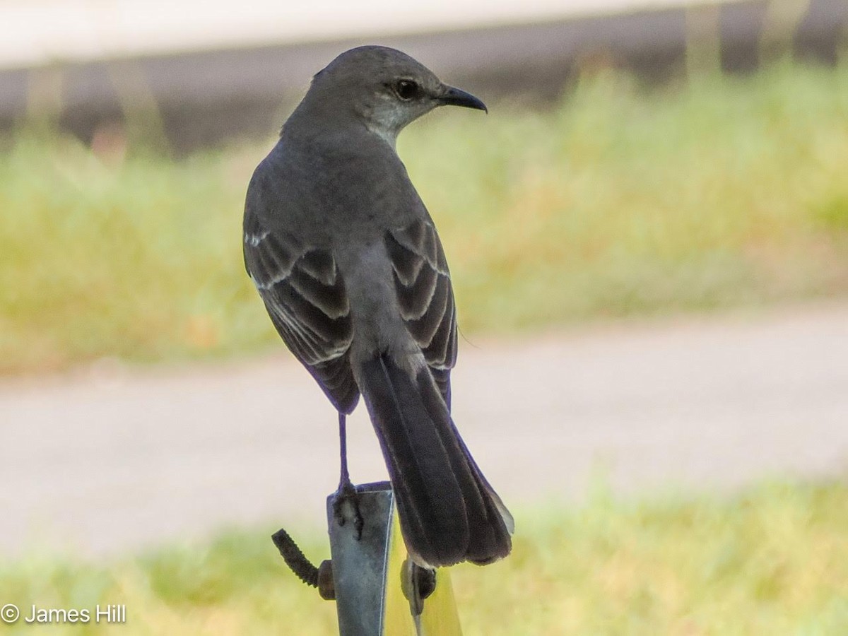 Northern Mockingbird - James Hill