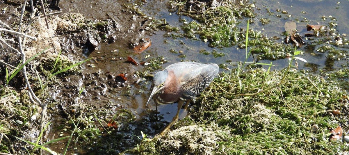 Green Heron - Denise Rychlik