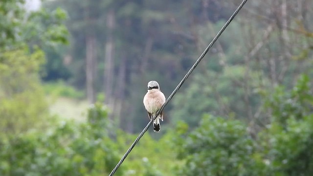 Red-backed Shrike - ML619226693