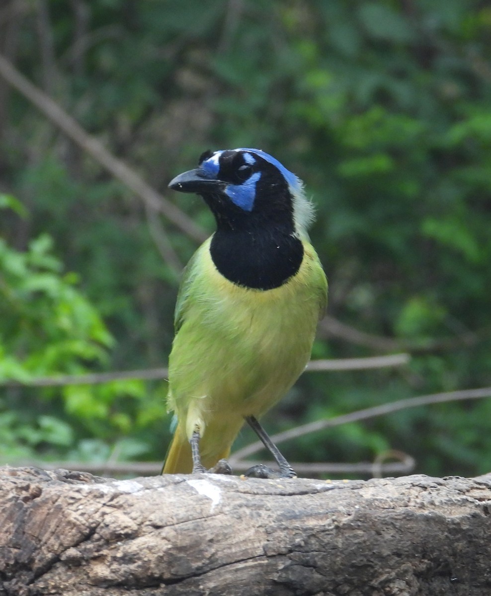 Green Jay - Jeff Miller