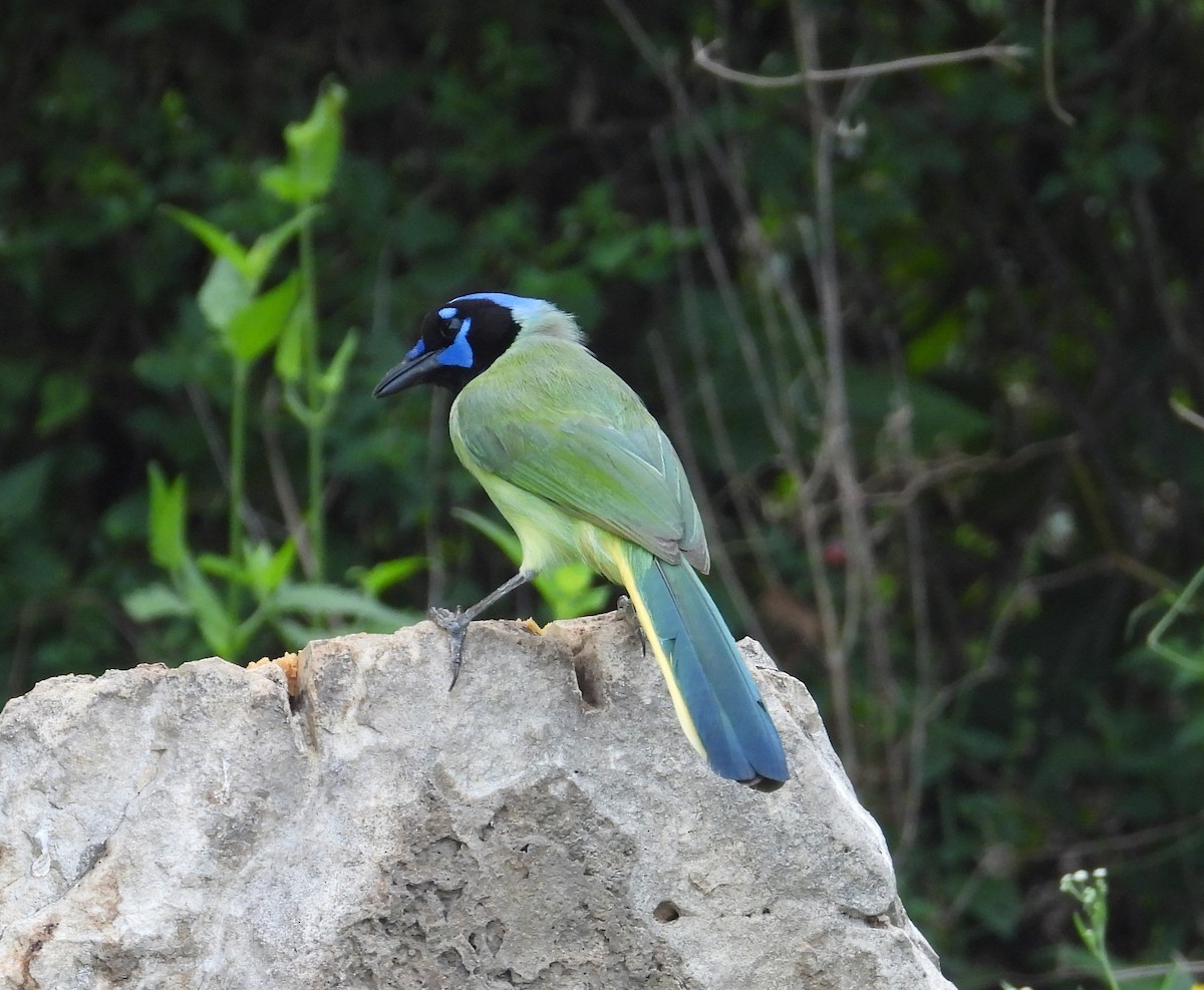 Green Jay - Jeff Miller