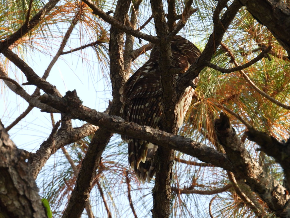 Barred Owl - Denise Rychlik