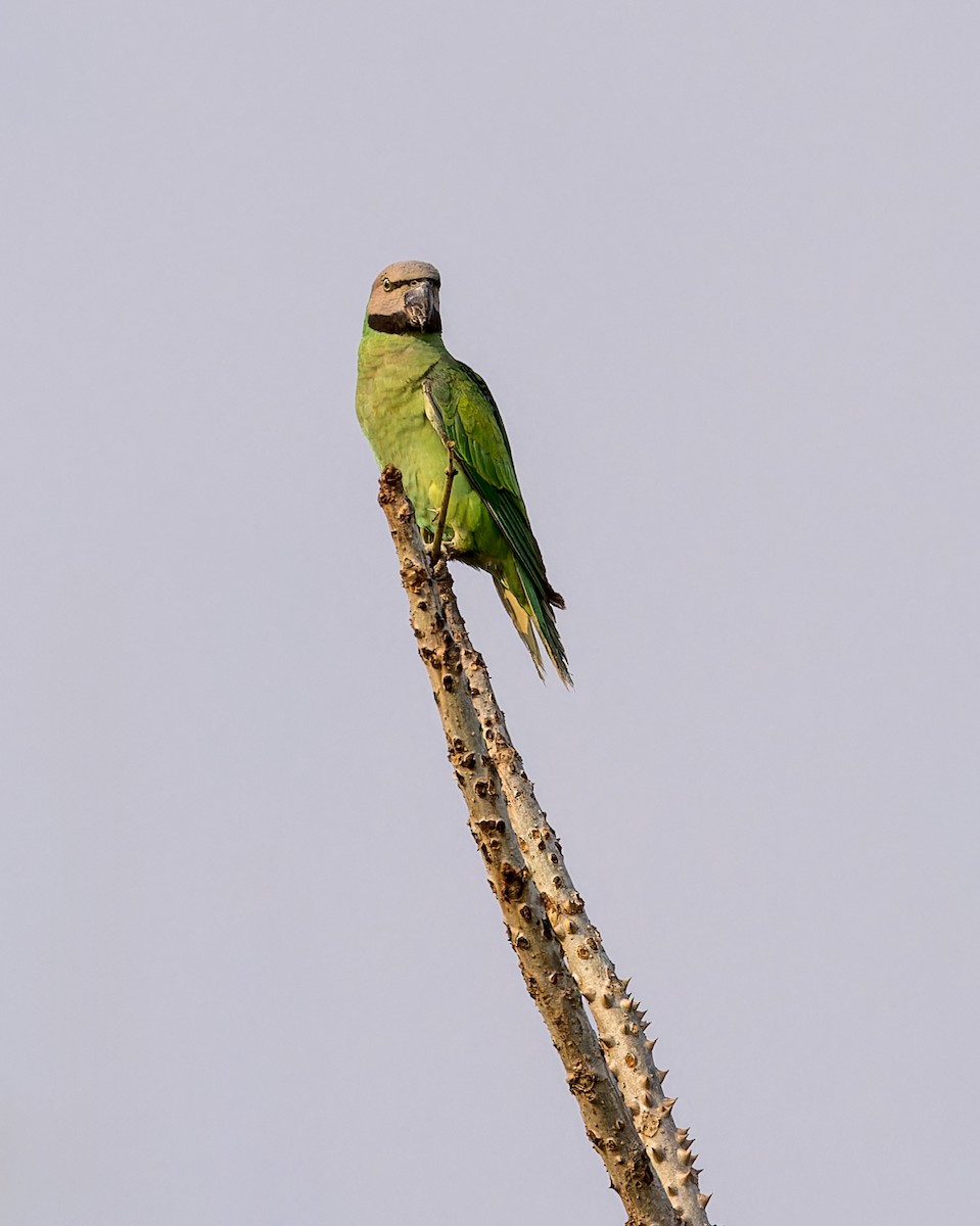 Gül Göğüslü Yeşil Papağan - ML619226714