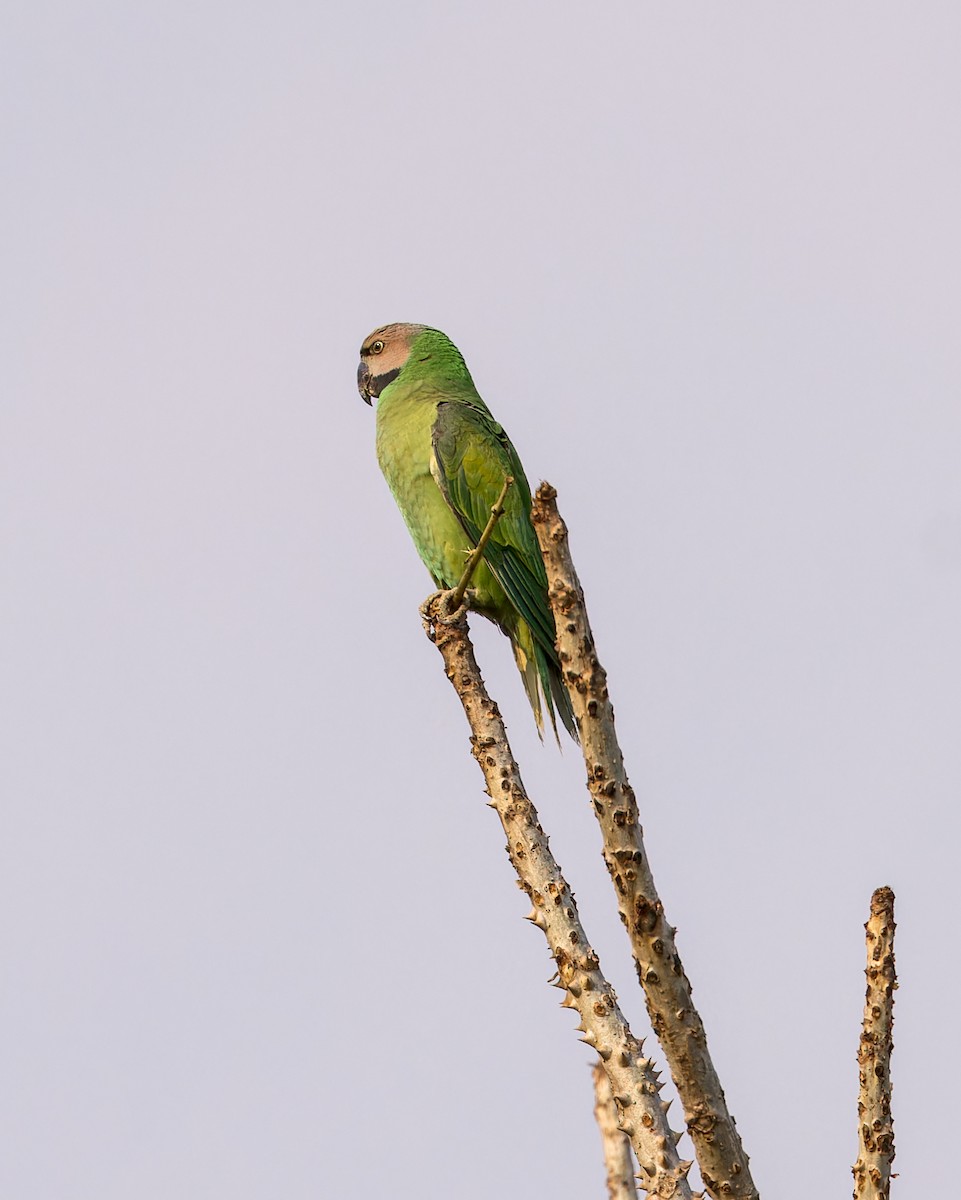 Gül Göğüslü Yeşil Papağan - ML619226715
