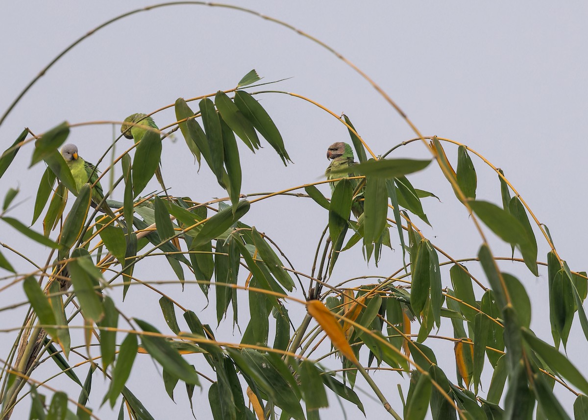 Red-breasted Parakeet - Ma Yan Bryant