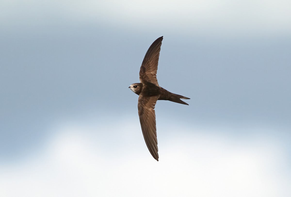 Common Swift - ML619226745