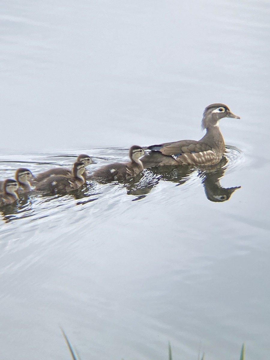 Wood Duck - Caroline Castagna