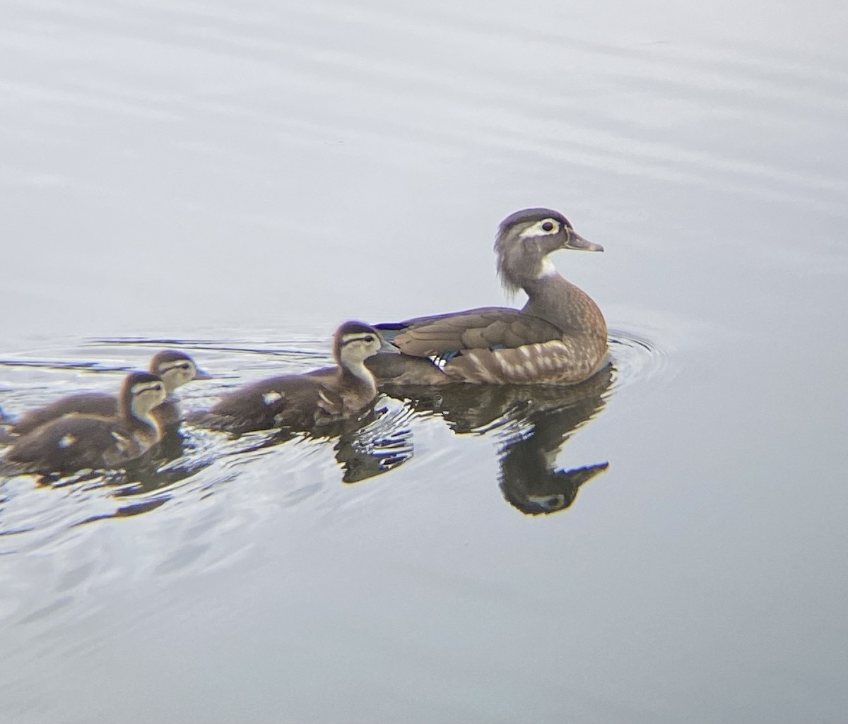 Wood Duck - Caroline Castagna