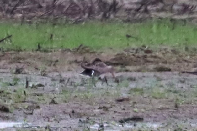 Hudsonian Godwit - Wayne Patterson