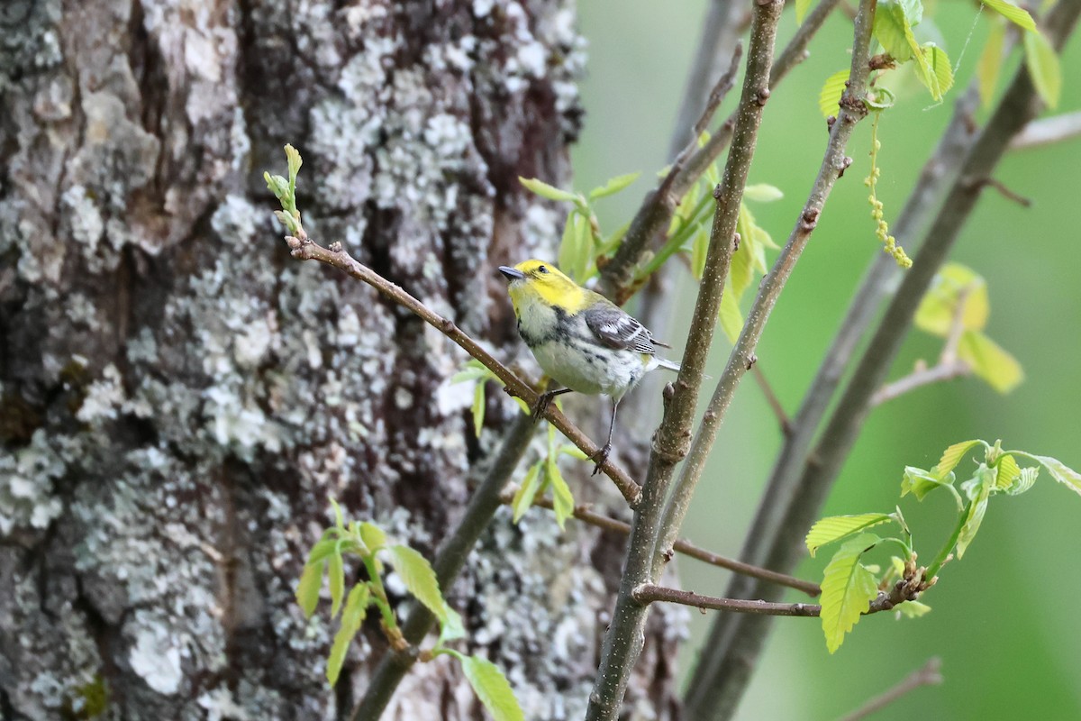 Black-throated Green Warbler - Paul Gorday