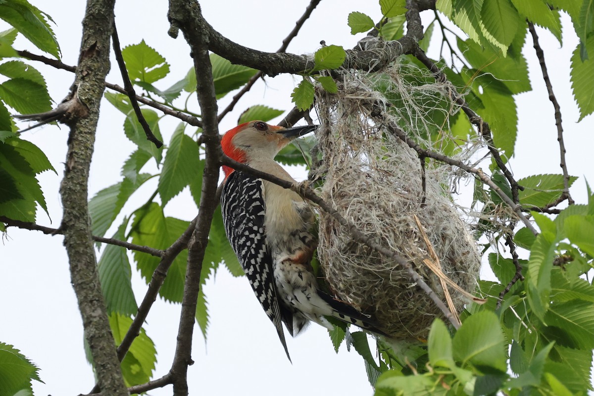 Red-bellied Woodpecker - Joe Luedtke