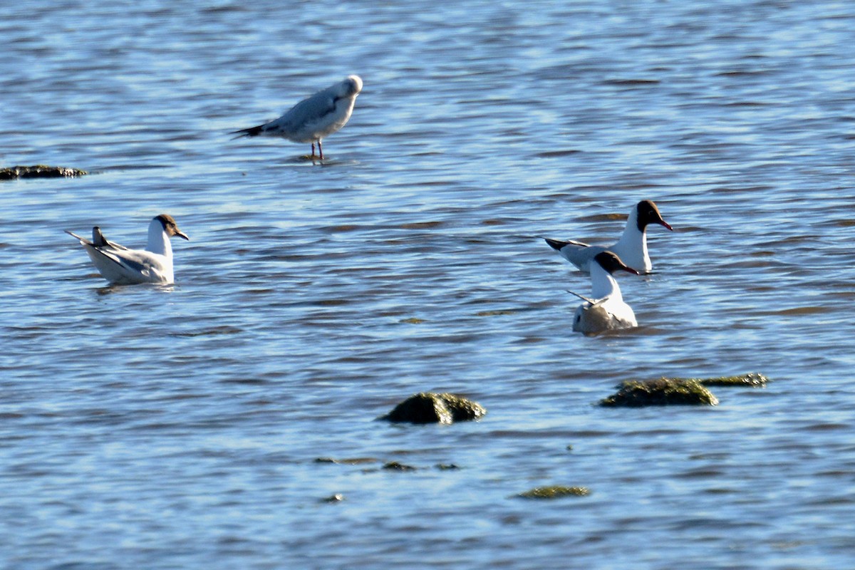 Black-headed Gull - Svetlana Fomicheva