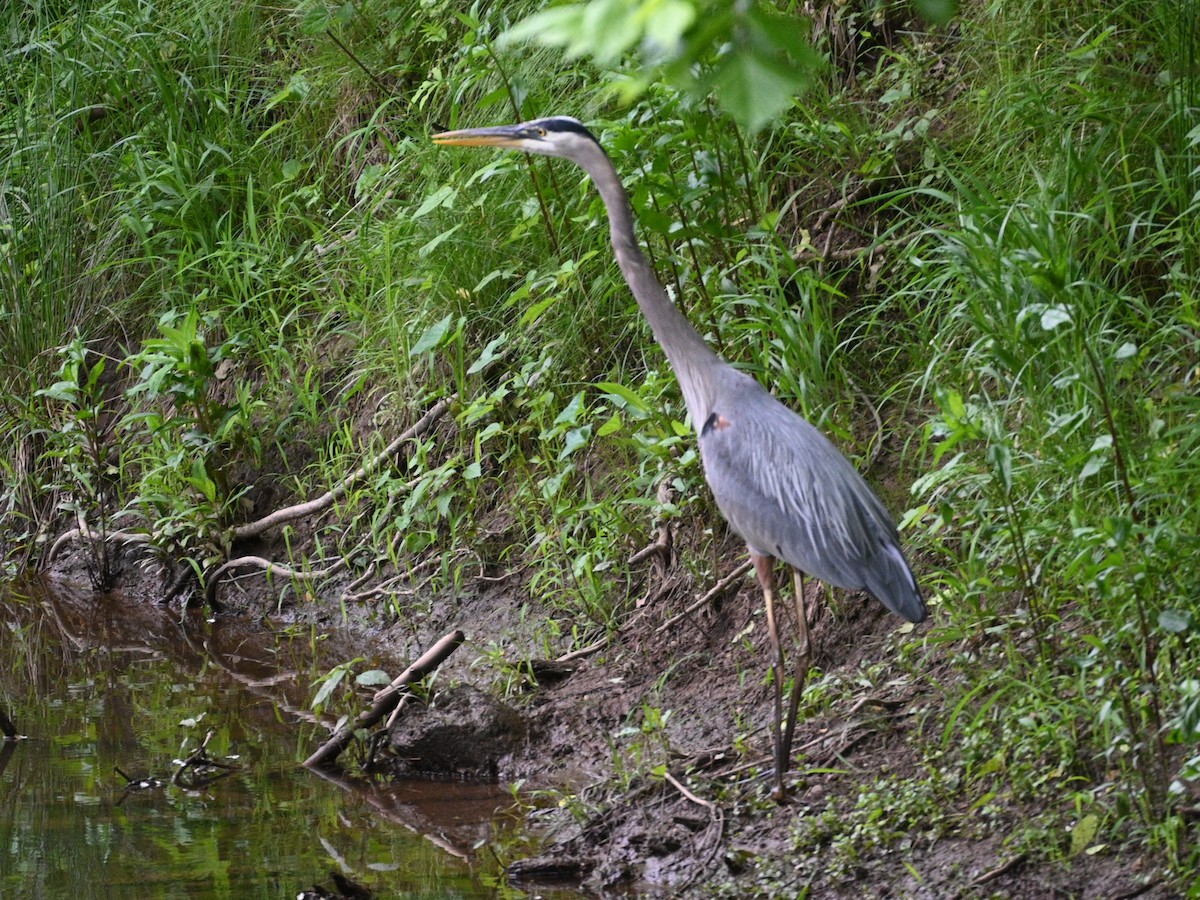 Great Blue Heron - Jim McDaniel