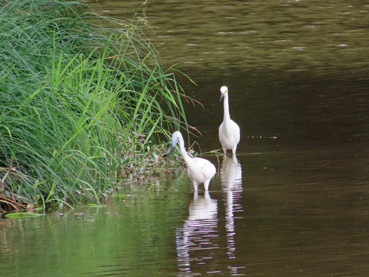 Snowy Egret - ML619226811